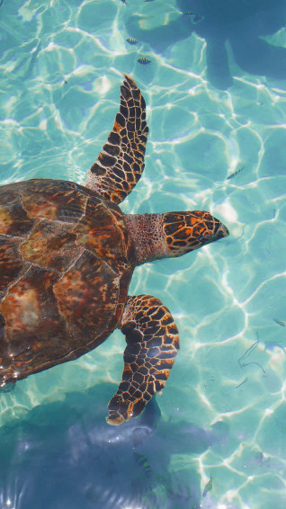 Cute Sea Wallpaper