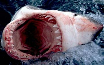 Shark HD Wallpaper Great Fish Desktop