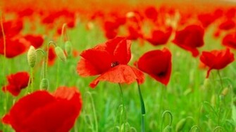 Red Poppies Field HD Wallpaper Wallpaperfx
