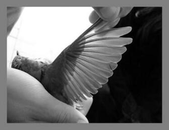 Tear Me Apart By Marichromatic