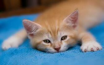Wallpaper Pet Cat American Bobtail Cute Kitten