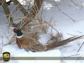 Pheasant Hunting Wallpaper Small X