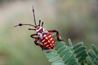 Insects Bug Wallpaper Animals Bugs HD Desktop