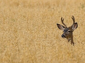 Beautiful Wallpaper Deer