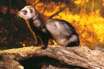 Ferret Wallpaper