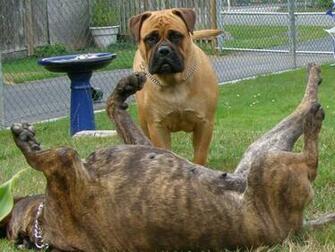 Gestroomde Rode Bullmastiffs Wallpaper