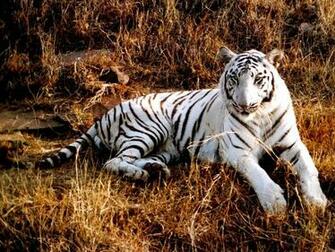 Tiger Wallpaper Tigers