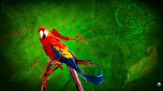Parrot HD Wallpaper Hebus Org High Definition
