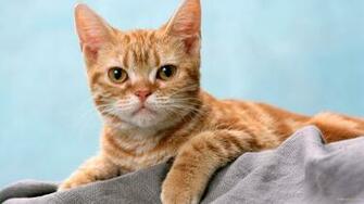 Url Wallpaperzzz Widescreen Sweet Kitten