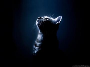 Dark Background Eyes Kitten Shadow Wallpaper Best