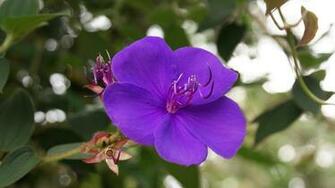 Flowers For Flower Lovers Blue Wallpaper