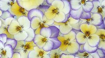 Beautiful HD Pansy Flower Wallpaper HDwallsource