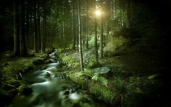 Dark Forest Wallpaper HD Imgstocks