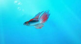 Beta Fish Windows Dazzling Desktop
