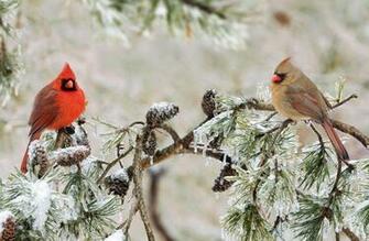 Young Cardinals Don T Have A Set Territory And Can Movearound