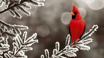 Category Animals HD Wallpaper Subcategory Birds