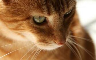 Orange Cat Wallpaper Pictures Photos Image Imgstocks