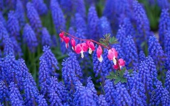 Flowers Hyacinth Wallpaper