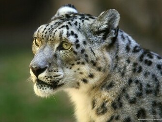 Big Cats Wallpaper