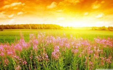 Summer Day Wallpaper On
