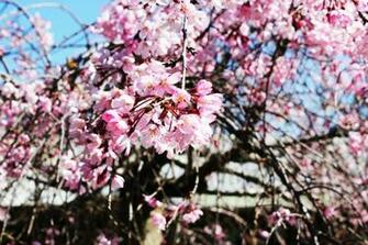 Blossom Wallpaper One Seven Wallpaper55 Best