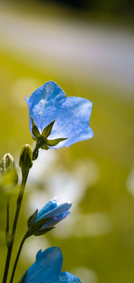 Realme Pro Blue Flower Wallpaper