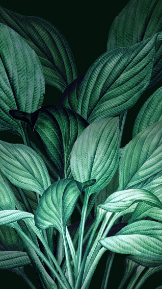 Flower iPhone Wallpaper