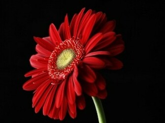 Red Flower Black Background On