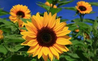 Sunflowers Wallpaper