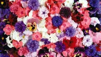 Umgeben Von Herrlichen Blumen Wallpaper