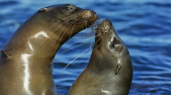 HD Wallpaper Desktop Sea Lion