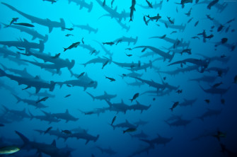 Hammerhead Shark iPhone Wallpaper