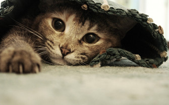 Cat Wallpaper