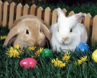 Rabbits Bunny Jpg
