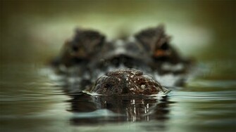Crocodile Close Up Desktop High Quality Wallpaper