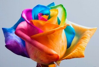 HD Wallpaper U Best Rainbow Flower