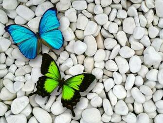 Blue Green Butterfly And Stone Contrast Wallpaper Background