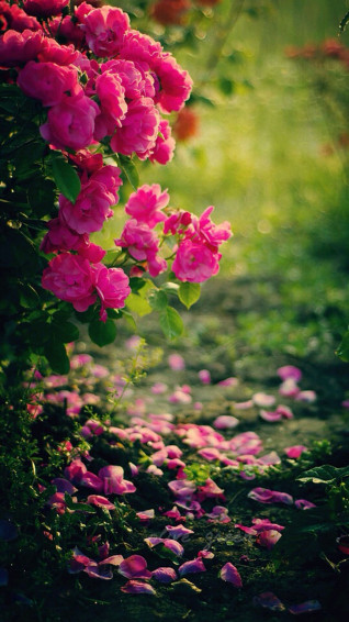 Pink Roses Flowers Mobile Wallpaper