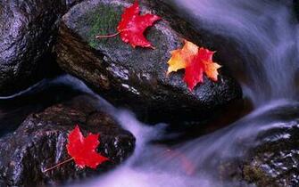 Rivers Of Canada Wallpaper And Image Pictures Photos