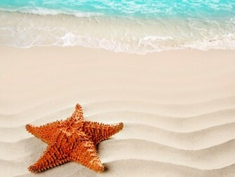 File Name Wide HD Starfish Wallpaper Flgx Mb