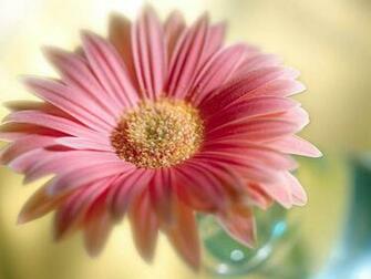Nice Flower HD Wallpaper