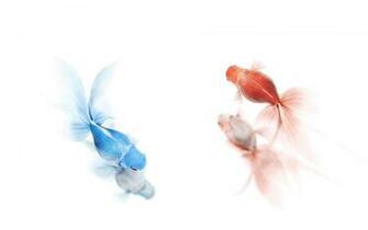 Goldfish Wallpaper HD