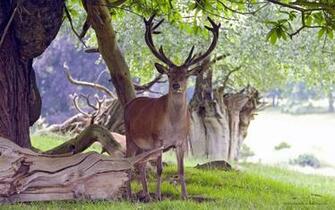Whitetail Deer Computer Wallpaper Group Picture Image By Tag
