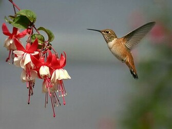 Hummingbird Wallpaper Desktopwallpaper