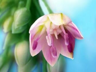 Flower Art Desktop Pc And Mac Wallpaper