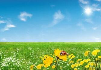 Spring Desktop Wallpaper Memes