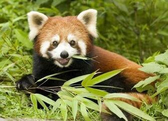 Baby Animal Wallpaper