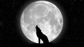 Eyes 3d Wallpaper Wolf Black