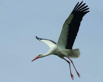 Background Wallpaper White Stork After Have Been Started