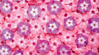 Pink Wallpaper HD